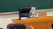 Cat Interrupts Class, Meows At Every Phone Camera! 😸📚 | Smartphone vs Smart Cat