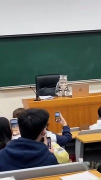 Cat Interrupts Class, Meows At Every Phone Camera! 😸📚 | Smartphone vs Smart Cat