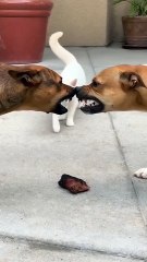 Two Dogs Have A Heated Argument, Then Cat Secretly Steals The Trophy!  | Ultimate Sneaky Cat Move