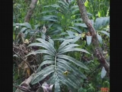 The elephants tango-Ray Martin [COLUMBIA] 78rpm