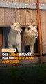 L'Association le Repère est un sanctuaire dédié aux animaux maltraités ou abandonnés. Marjorie, la fondatrice, nous a expliqué comment son équipe a pu sauver une dizaine de lions et leur offrir une existence plus digne. 🦁🌱