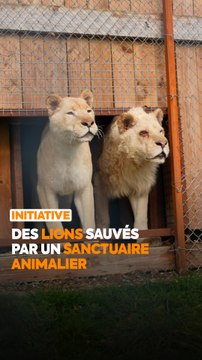 L'Association le Repère est un sanctuaire dédié aux animaux maltraités ou abandonnés. Marjorie, la fondatrice, nous a expliqué comment son équipe a pu sauver une dizaine de lions et leur offrir une existence plus digne. 🦁🌱