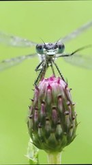 🌿🦋 Instant de nature capturé au Canada Filmée au University of Alberta Botanic Garden, cette scène estivale, saisie au petit matin, montre une demoiselle perlée de rosée en train de se nettoyer avec minutie avant de s’envoler.