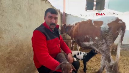 Tokat’ta annesi ölen kuzuyu inek emziriyor