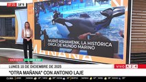 Murió Kshamenk, la orca de Mundo Marino