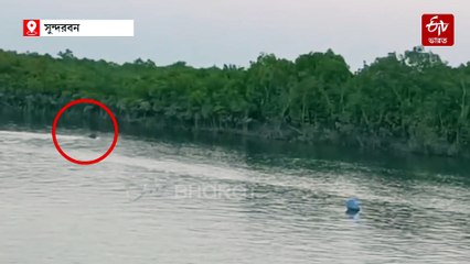 ফের সুন্দরবনে পর্যটকদের ক্যামেরাবন্দি রয়্যাল বেঙ্গল টাইগার, দেখুন ভিডিয়ো