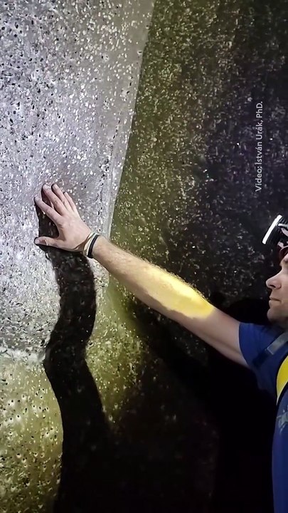 🕷️🕸️ Un écosystème hors normes sous l’Europe Dans la grotte sulfureuse située entre l’Albanie et la Grèce, des scientifiques ont mis au jour des toiles d’araignées géantes abritant plus de 110 000 araignées.