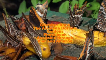 Gibraltar Rock Alameda Botanical  Gardens photo book. Chris Summerfield