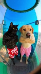 Bestie Said It’d Be Fun… Now We Both Need Therapy 😭🐾 | Funny Animal Moment