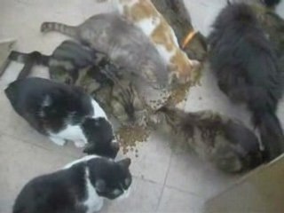 Le repas des félins