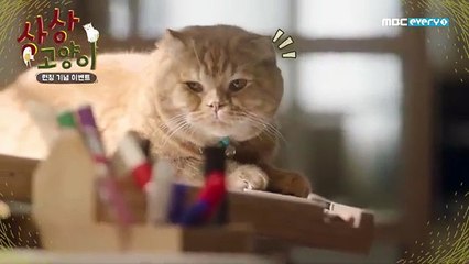 Imaginary Cat Saison 1 - Imaginary Cat ????? - Teaser (EN)
