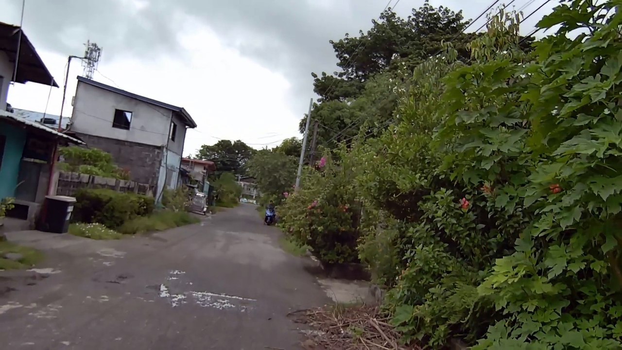 Plants & Trees on San Jose Steet in San Antonio, Zambales, Philippines