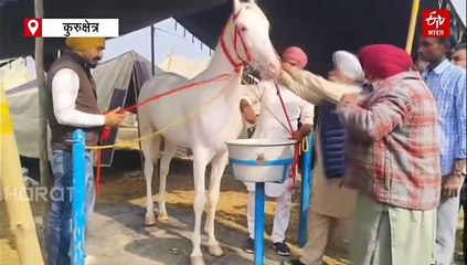 कुरुक्षेत्र पहुंचा एक करोड़ का घोड़ा, सेब के साथ पीता है बादाम वाला दूध, रोजाना एक घंटे होती है मालिश