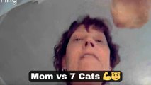 Cats drive a woman crazy while she tries to take care of them