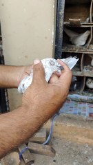 Kabootar Bazi | Kabutar Bazi | #pigeon #birds #kabootar #kabutar #pets