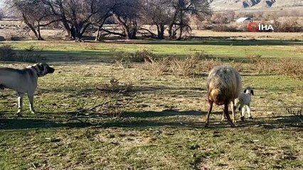 Yavrusuna Saldıran Köpeğe Anne Koyun Böyle Direndi!