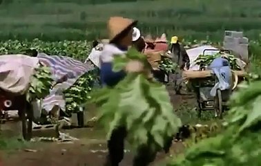 Treasure Fleet The Adventures of Zheng He (National Geographic Documentary)