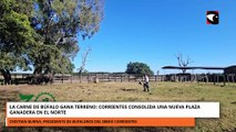 La carne de búfalo gana terreno Corrientes consolida una nueva plaza ganadera en el norte