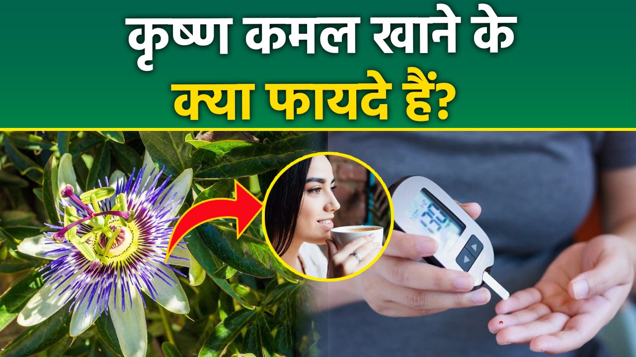 Krishna Kamal Flower Benefits: कृष्ण कमल फूल क्या होता है | BP और Sugar में कैसे मददगार है?