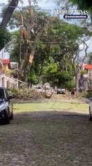 Cerca de 30 árvores caíram na Grande BH nas últimas 24h