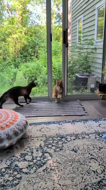 Funny Cats Movements For Cat lovers. Must Watch
