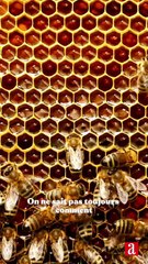 Comment choisir un bon miel ?