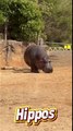 Hippos – The Mighty River Guardians of Africa 🦛🌊