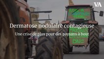 Dermatose nodulaire contagieuse : une crise de plus pour des paysans à bout
