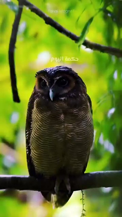 Pic and video