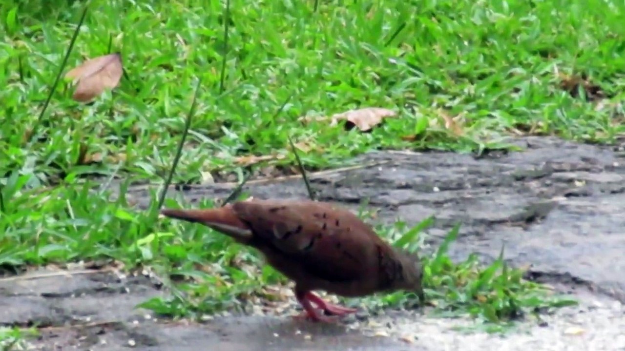 An Unexpected Encounter in My Backyard | Relaxing Moments in Nature
