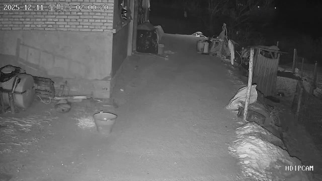 Un oiseau embarque un petit chien en pleine nuit