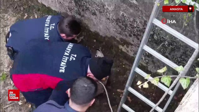 Amasya'da boş havuza düşen yavru karacayı itfaiye ekipleri kurtardı