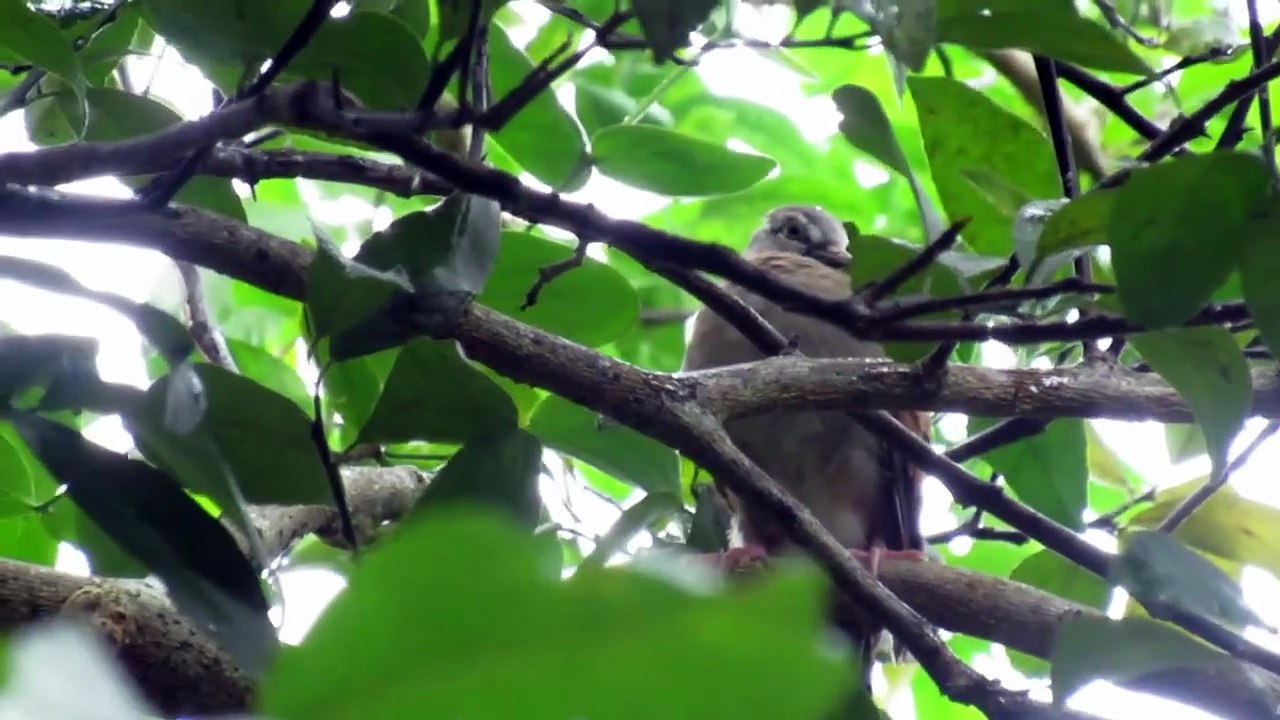 Baby Dove in the Rain — A Relaxing and Magical Moment in Nature | Birdwatching