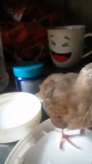 Feeding a Baby Dove: A Complete Guide to Care and the First Days | Adorable Baby Dove