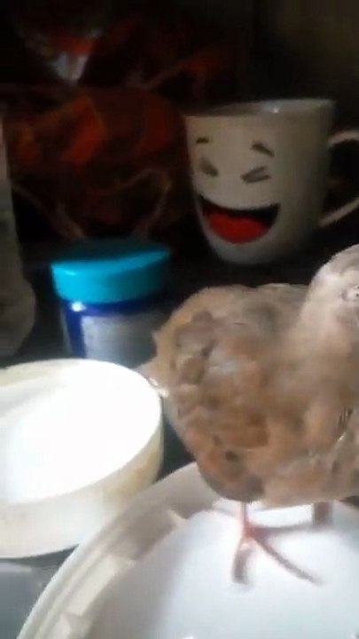 Feeding a Baby Dove: A Complete Guide to Care and the First Days | Adorable Baby Dove