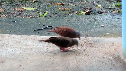 Adorable Pair of Doves Visit Me - Feeding Wild Birds at Home | Nature Moments