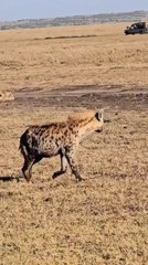 Hyena Spots Its Prey From Afar | Silent Stalker of the Savanna