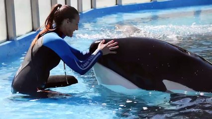 Murió Kshamenk, la histórica orca de Mundo Marino que vivía en cautiverio hace 33 años