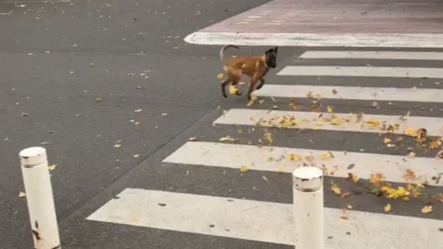 Curious pup jumps into swirling leaves on the road and spins with joy