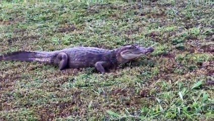 ext-Caimán se pasea por parquecito para niños en Osa 151225