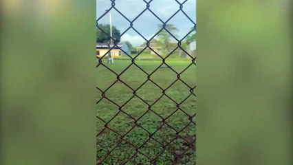 ext-Caimán se pasea por parquecito para niños en Osa