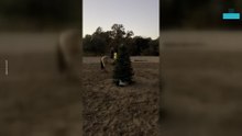 Hilarious Moment Woman Decorates Christmas Tree Using a Horse