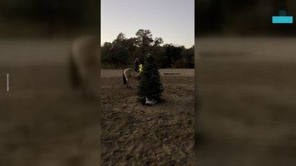 Hilarious Moment Woman Decorates Christmas Tree Using a Horse
