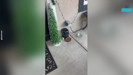 Raccoon Caught on Camera Stealing Family’s Automatic Cat Feeder