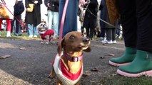 Hundreds of sausage dogs and their owners dress up for Hyde Park Christmas parade