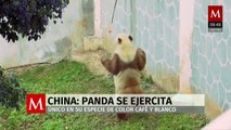 Ejercitan al único panda café del mundo en China para el invierno