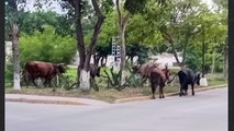 Vacas sueltas causan daños y riesgo en zona residencial | CPS Puerto Vallarta