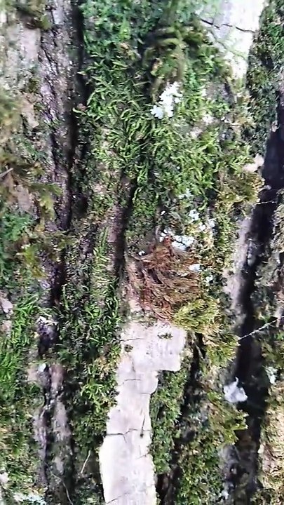 ASMR VISUAL 🌿 | La Sorprendente Textura y el Micromundo del Musgo en la Corteza de un Árbol