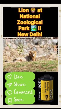 Roar into the wild with India’s real-life Simba! 🦁🇮🇳 This is the Asiatic Lion