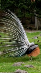 Peacock Displaying Its Stunning Eye-Spotted Tail | Nature & WildlifeA beautiful close-up video of a male peacock spreading its colorful feathers in a natural environment.The peacock’s tail display is one of the most amazing sights in wildlife and nature